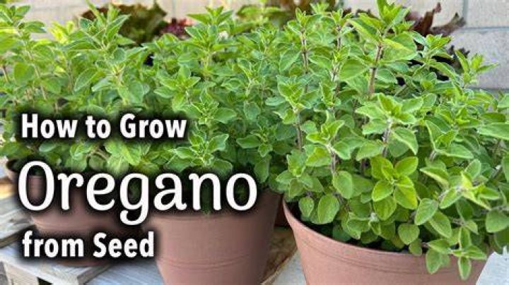 How do I grow oregano