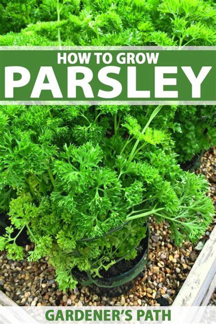 How do I grow parsley