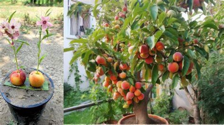 How do I grow peaches