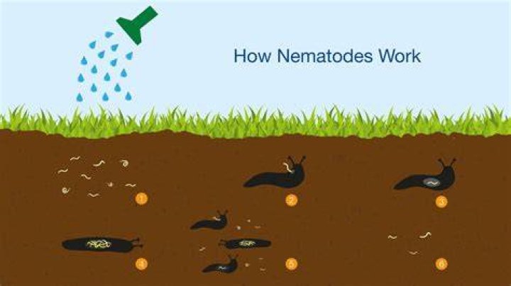 How do nematodes work