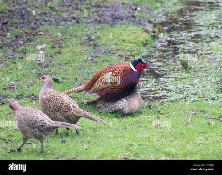 How do pheasants mate