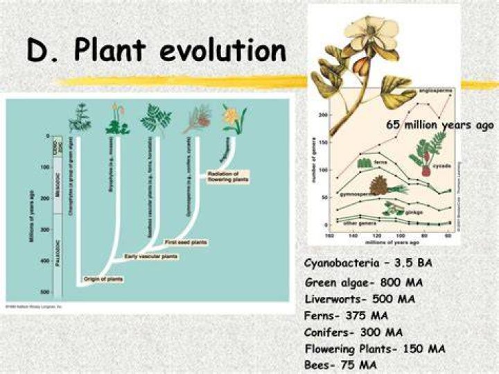 How do plants evolve