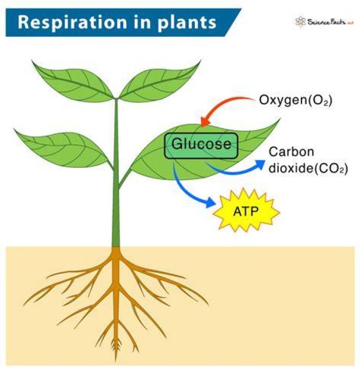 How do plants respire