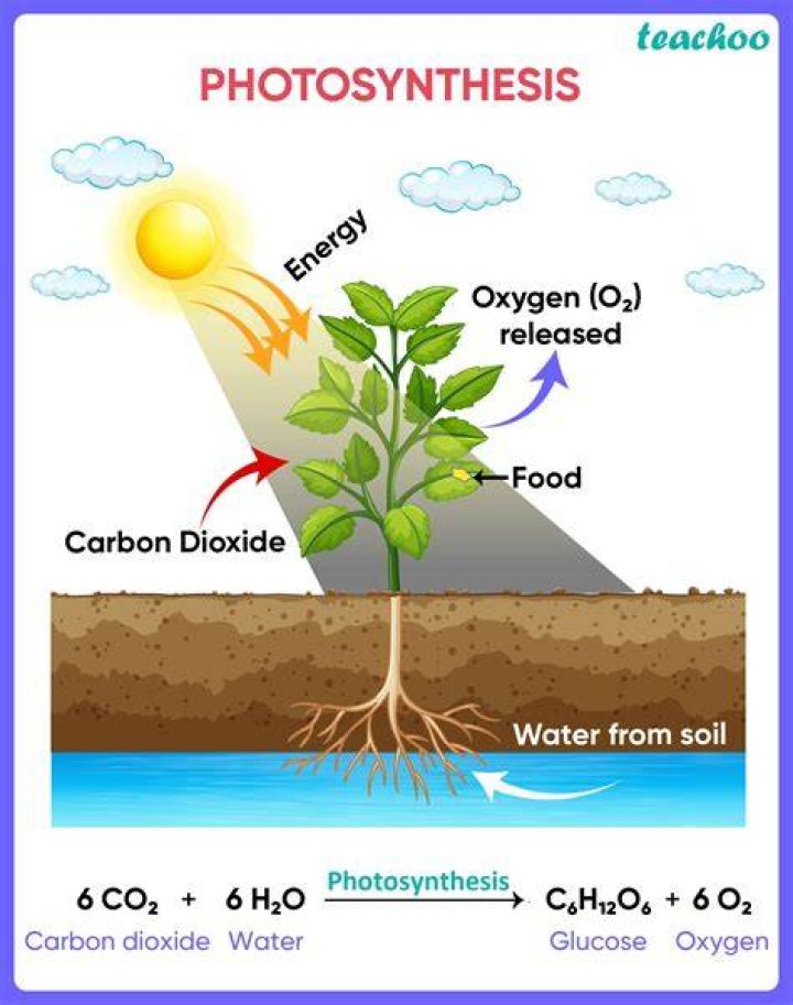 How do plants use g3p