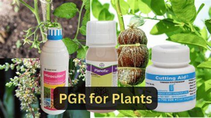 How do plants use PGR