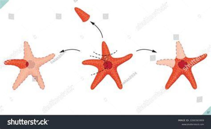 How do starfish grow