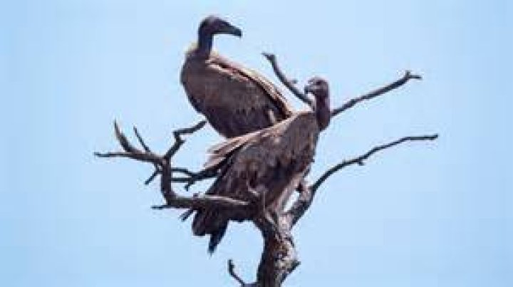 How do vultures move