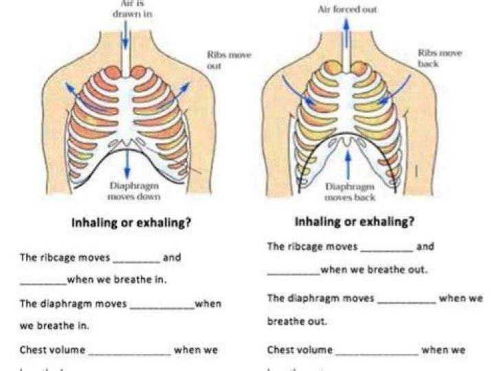 How do we breathe ks3