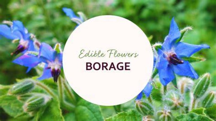 How do you eat borage