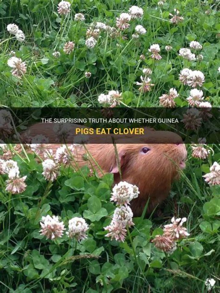 How do you eat clover