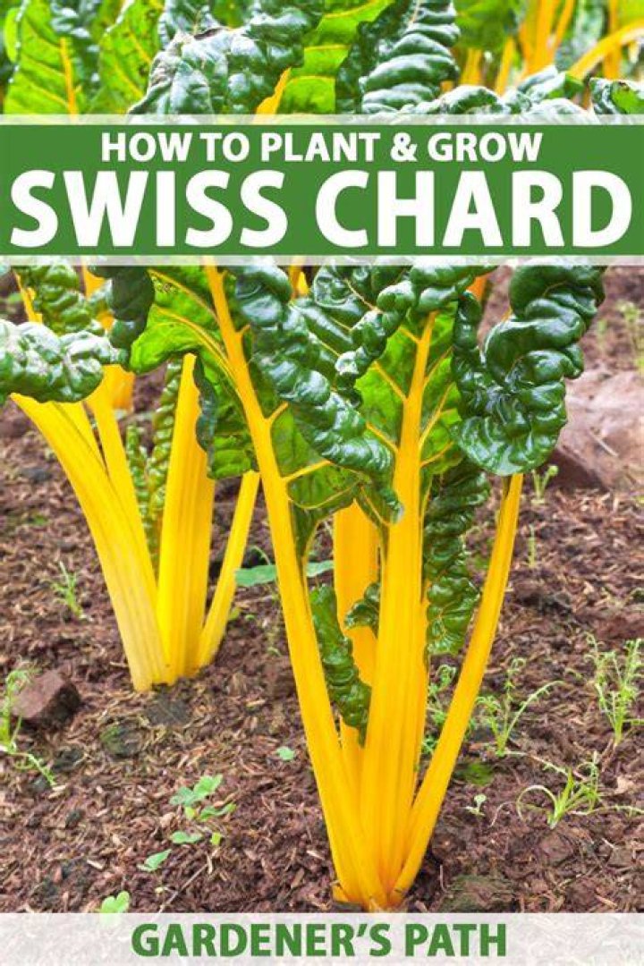 How do you grow chard