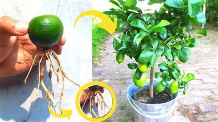 How do you grow limes