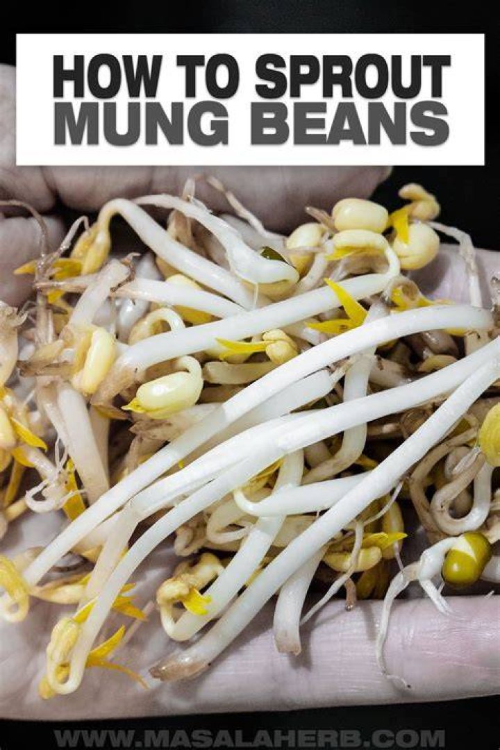 How do you grow moong