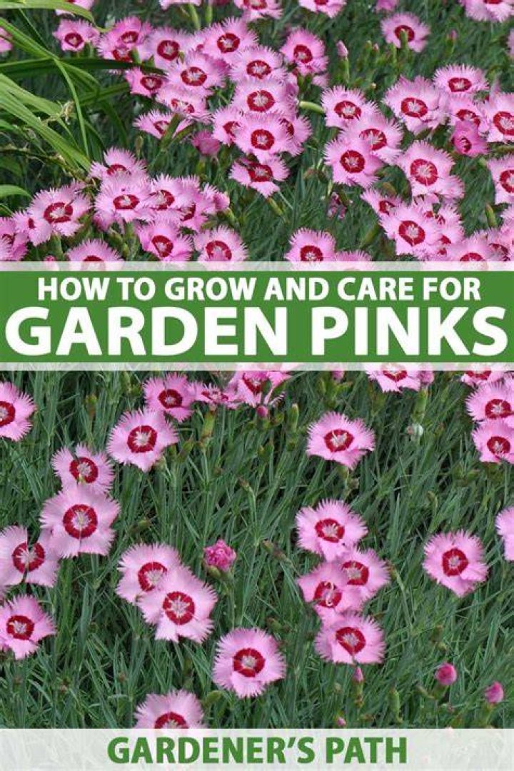 How do you grow pinks