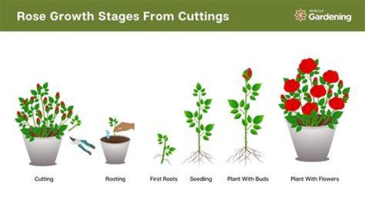 How do you grow roses