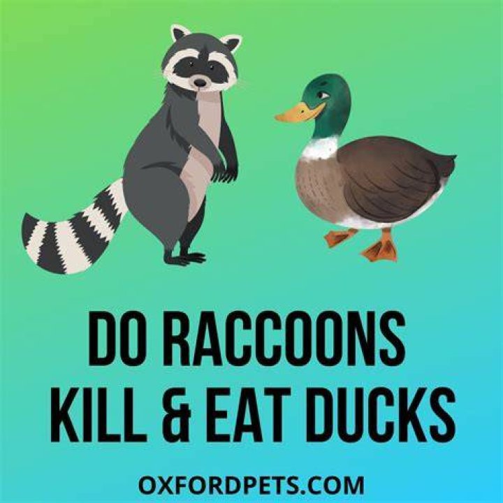 How do you kill ducks