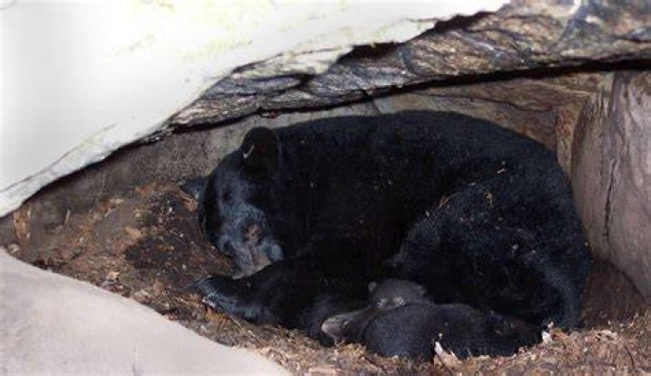 How do you make a den