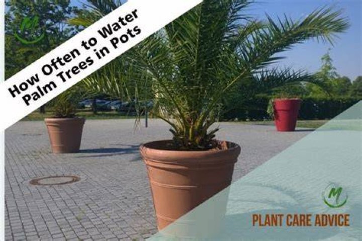 How do you palm a pot