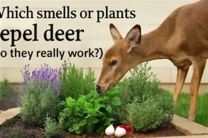 How do you repel deer