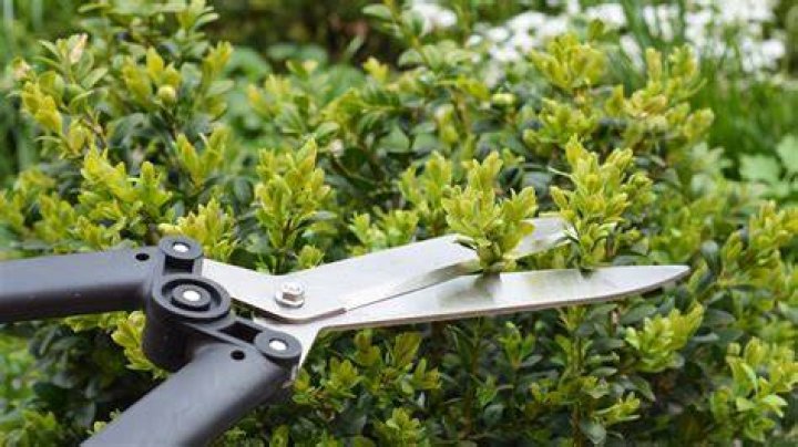 How do you trim Taxus
