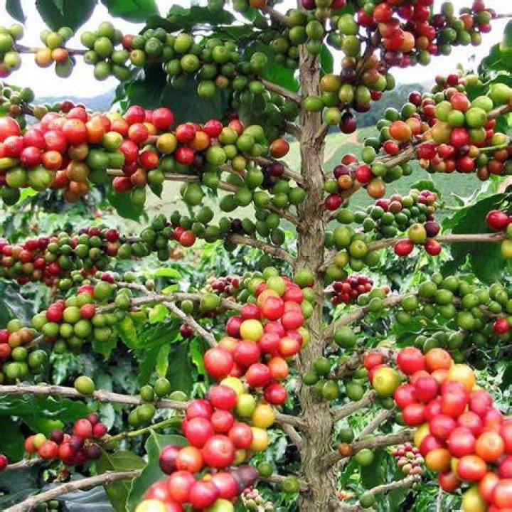 How does Arabica grow