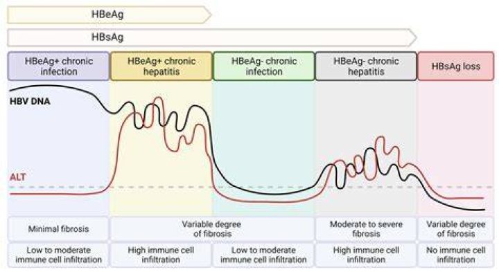 How does Hbsag spread