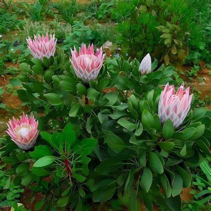 How does Protea grow