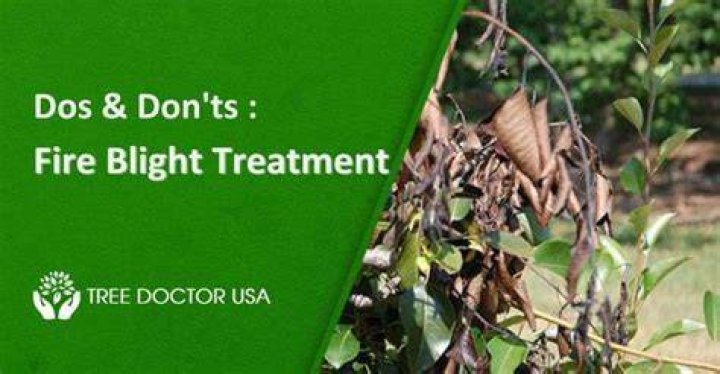 How is blight treated