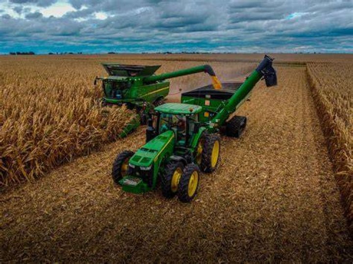 How is corn harvested