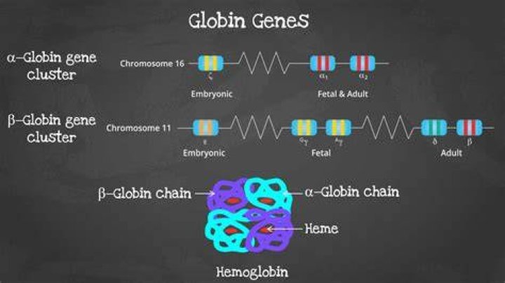 How is globin formed