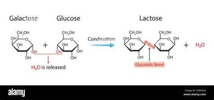 How is lactose bonded