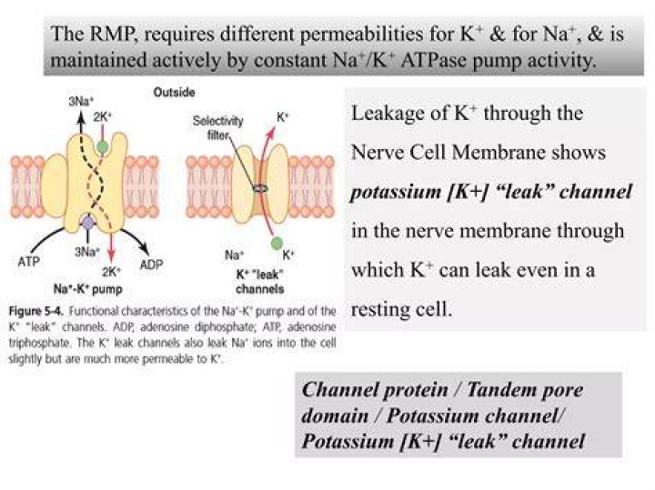 How is RMP maintained