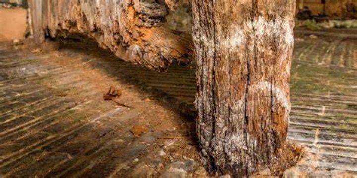 How is wet rot caused