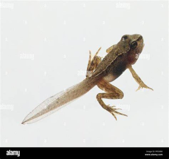 How long is a froglet