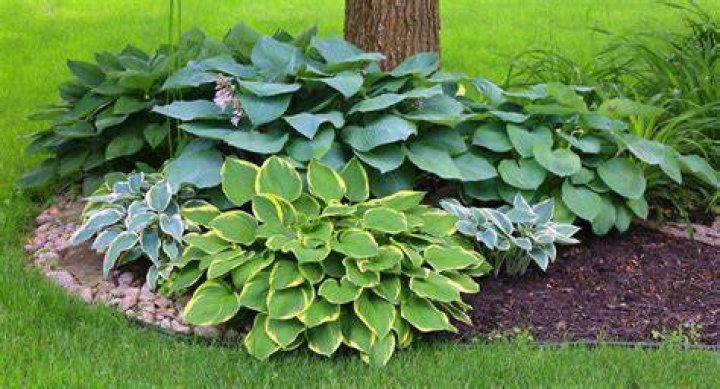 How many hostas exist