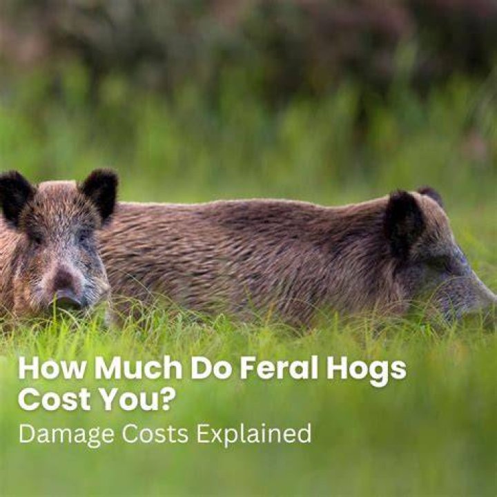 How much do hogs cost