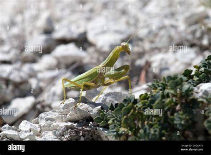 How strong is Mantis