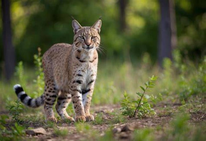 How tall is a bobcat