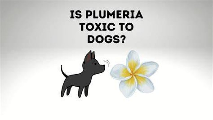 How toxic is plumeria
