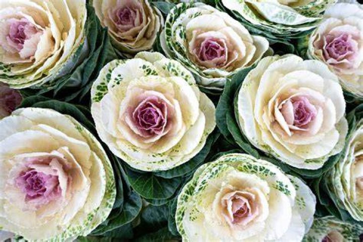 Is a cabbage a flower