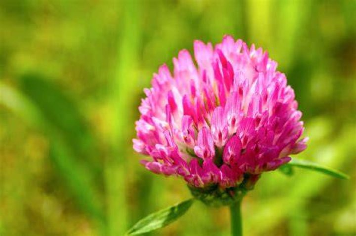 Is a clover a flower