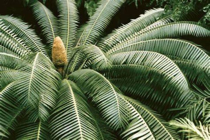 Is a cycad a conifer