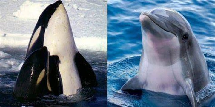 Is a dolphin and orca