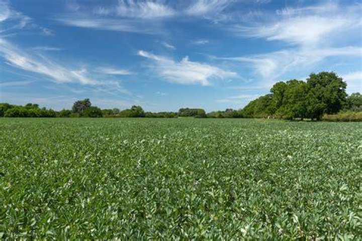 Is a field pea a bean