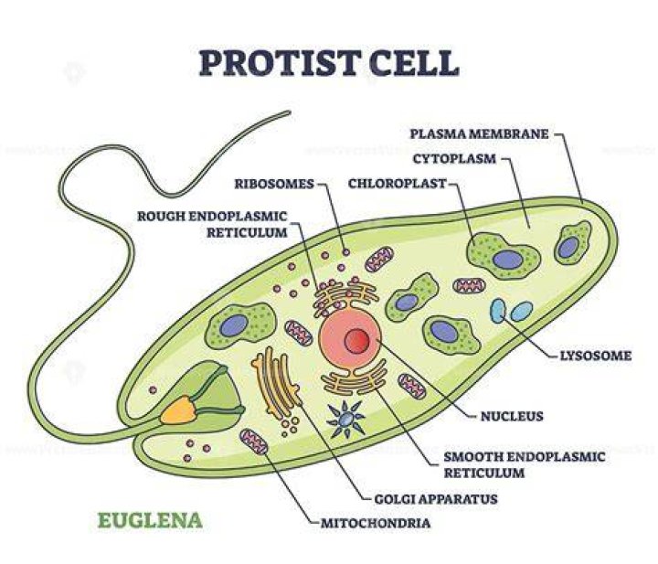 Is a fungus a protist
