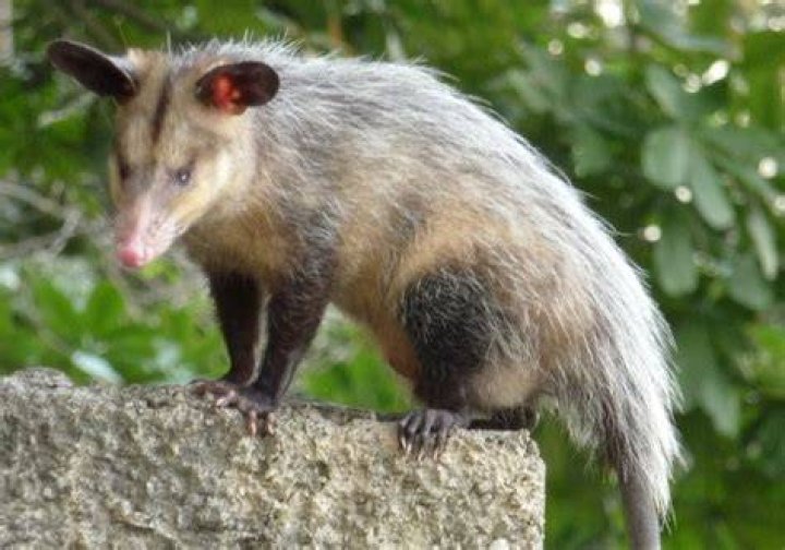 Is a Manicou a possum