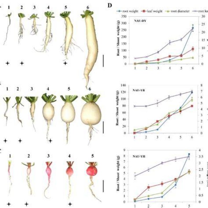 Is a radish a taproot