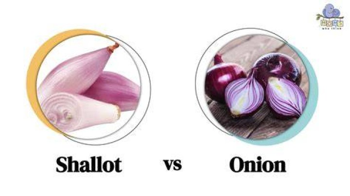 Is a shallot an onion