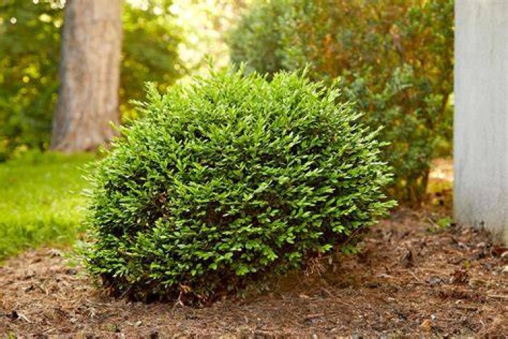 Is a shrub a producer