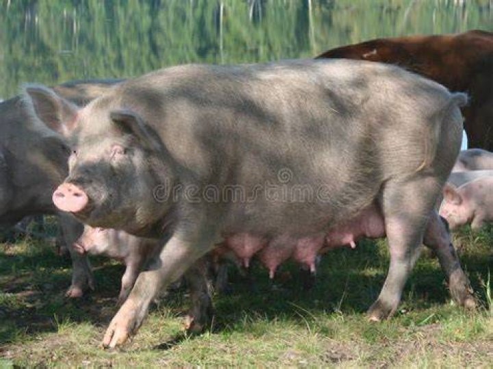 Is a SoW a female pig